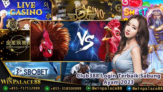 Club388 Login Terbaik Sabung Ayam 2023